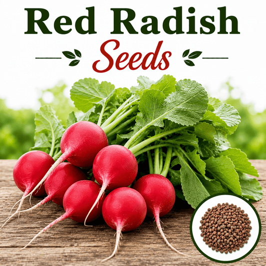 Red Radish 50+ Seeds
