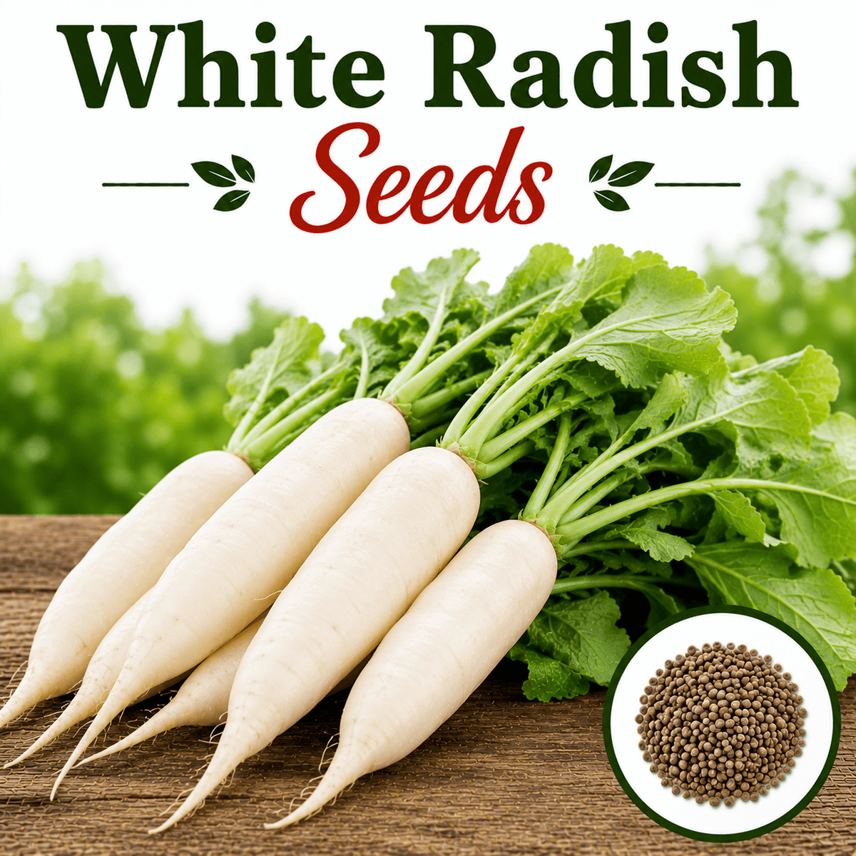White Radish 100+ Seeds