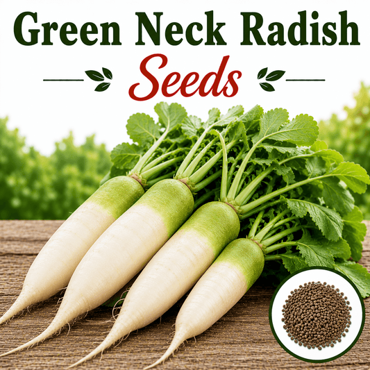 F1 Hybrid Green Neck Radish 100+ Seeds