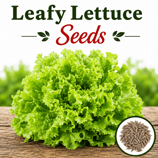 Leafy Lettuce 100+ Seeds