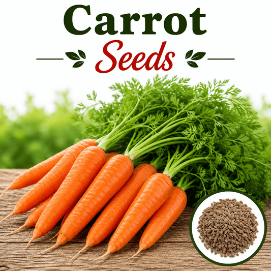 Carrot 300+ Seeds