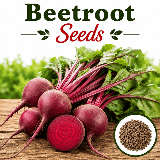 Beet Root Seeds
