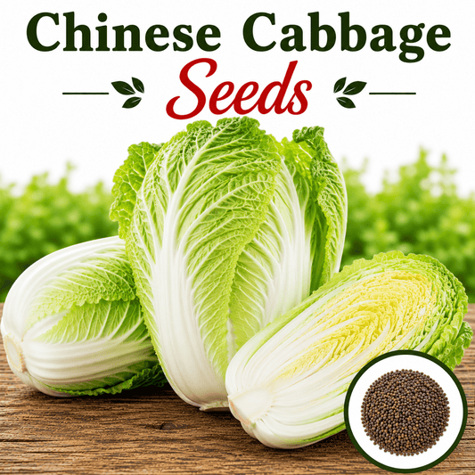 F1 Chinese Cabbage Seeds