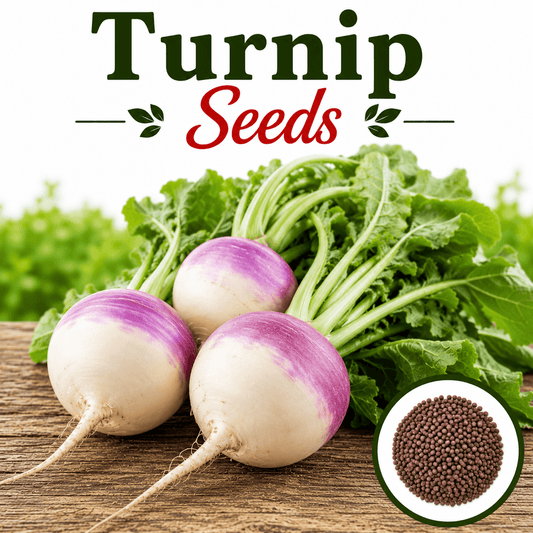 Turnip 500+ Seeds