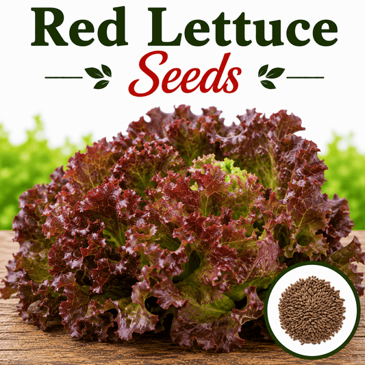 Red Lettuce 50+ Seeds