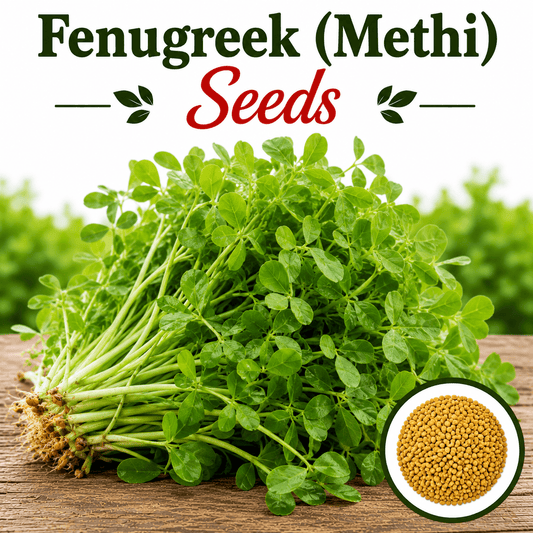 Fenugreek (Methi) 500+ Seeds