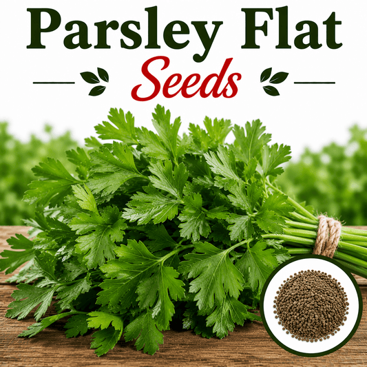Parsley Flat 100+ Seeds