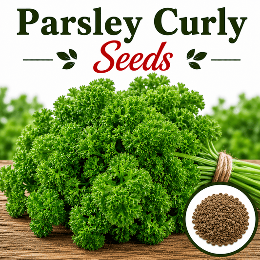 Parsley Curled 100+ Seeds