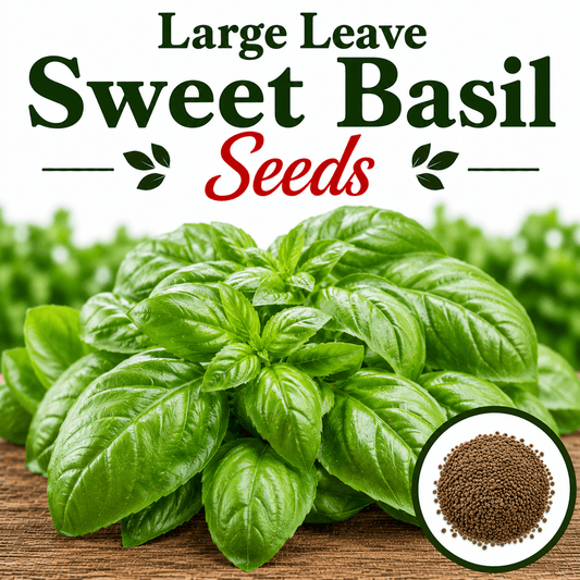 Large Leave Sweet Basil 30+ Seeds