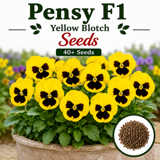Pensy F1 Yellow Blotch 40+ Seeds
