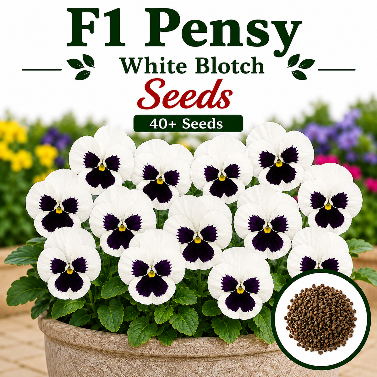 F1 Pensy  White Blotch 40+ Seeds