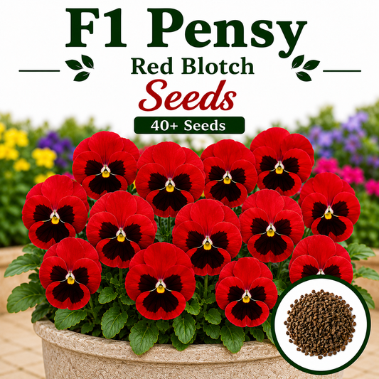 F1 Pensy Red Blotch 40+ Seeds