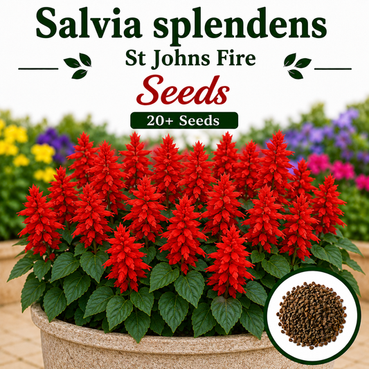 Salvia splendens st Johns fire  20+ Seeds