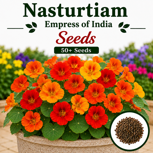 Nasturtiam  Empress of India  50+ Seeds