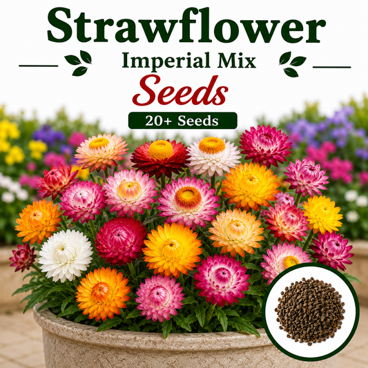 Strawflower imperial Mix  20+ Seeds