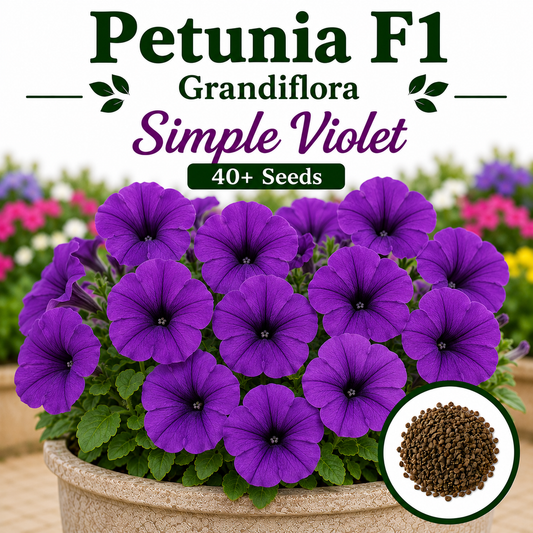 F1 Petunia Grandiflora simple violet  40+ Seeds