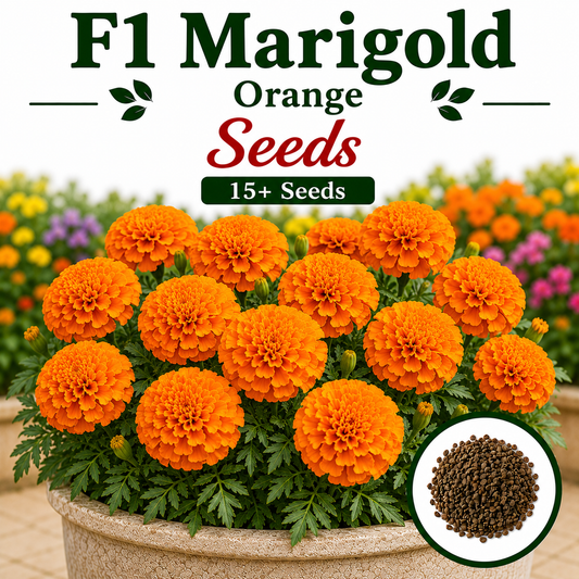 F1 Marigold Orange 15+ Seeds