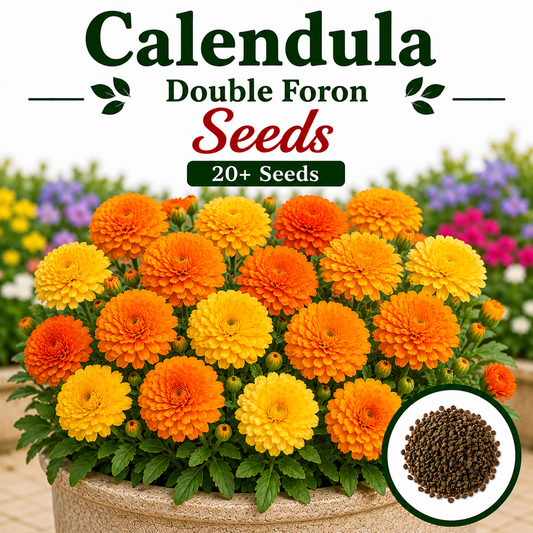 calendula double  foron 20+ Seeds