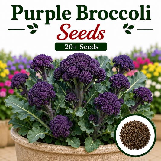 Purple Broccoli 20+ Seeds
