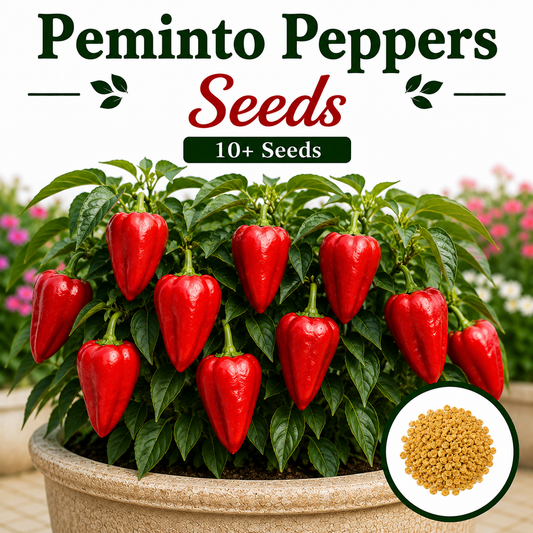 Peminto Peppers 10+ Seeds