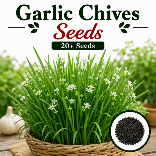 Garlic Chives 20+ Seeds