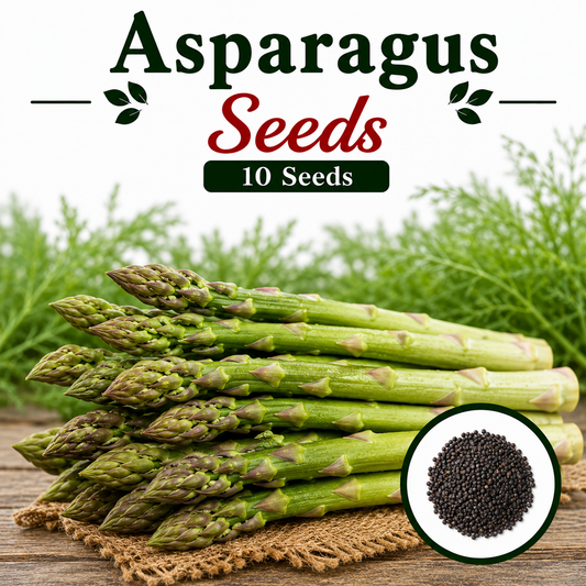 Asparagus  10 Seeds