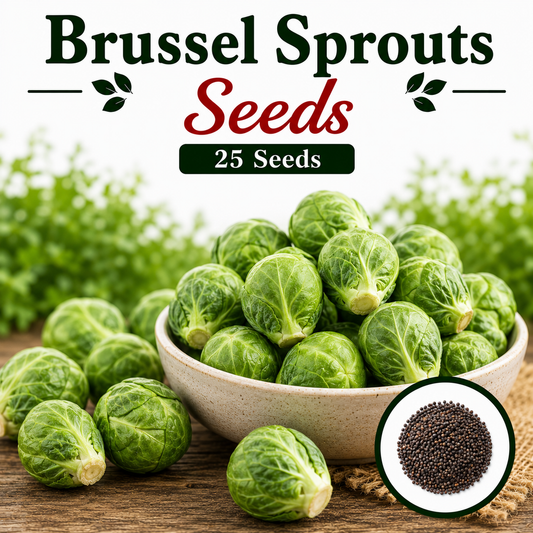 Brussel Sprouts   25 Seeds