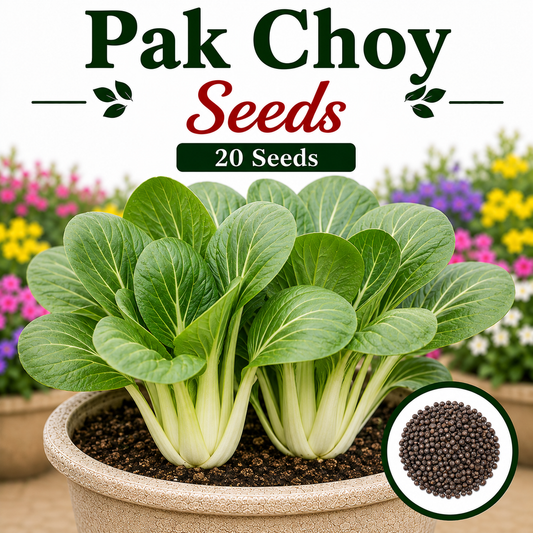 Pak Choy    20 Seeds