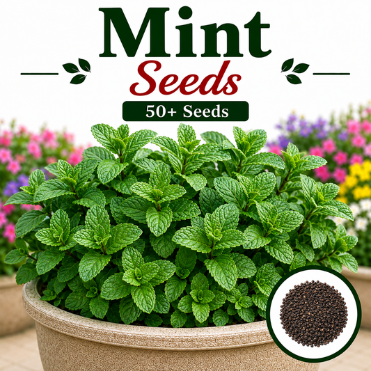 Mint 50+ Seeds