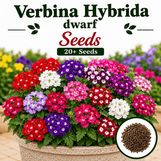 Verbina Hybrida dwarf  20+ Seeds