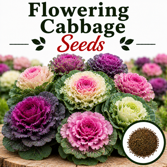 Flowering Cabbage (1037) 50+ Seeds