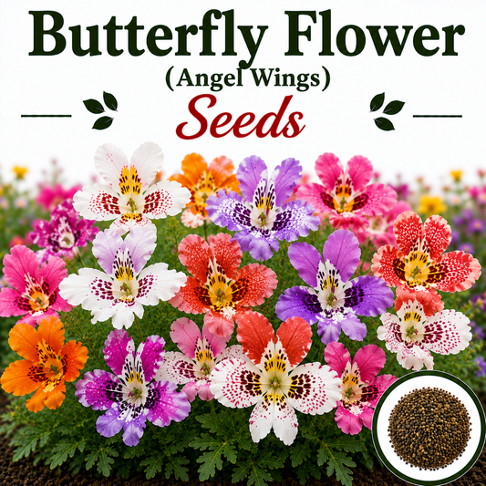 Butterfly Flower (angel wings) (1068) 50+ Seeds