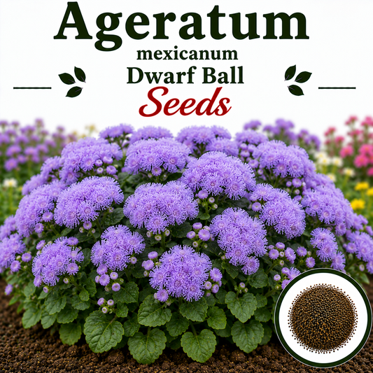 Ageratum mexicanum dwarf Ball (1066) 50+ Seeds