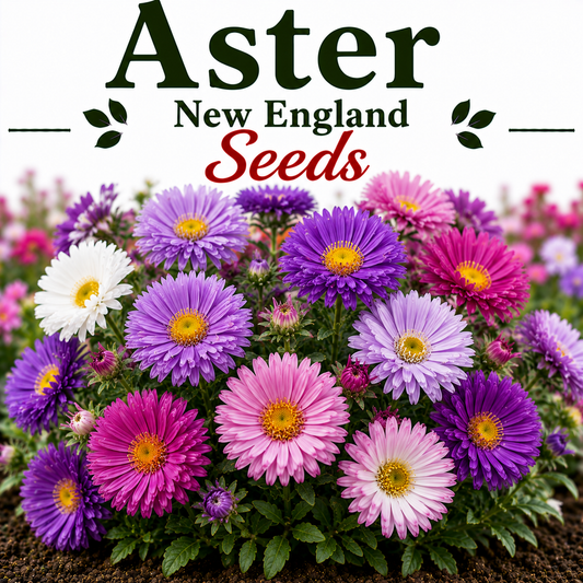Aster New England (1019) 20+ Seeds