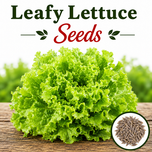 Leafy Lettuce 100+ Seeds