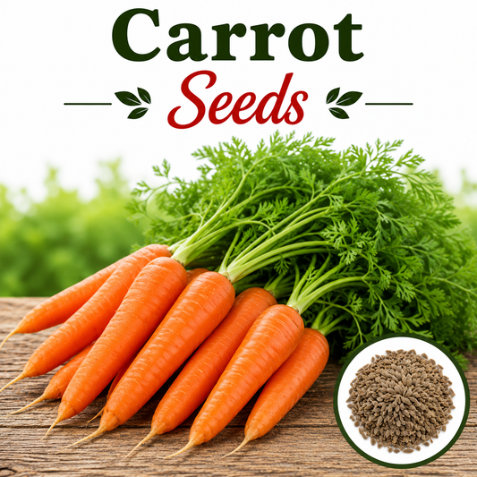 Carrot 300+ Seeds