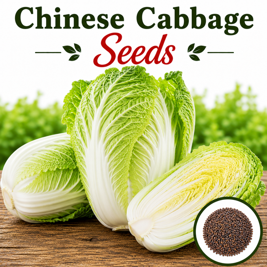 F1 Chinese Cabbage Seeds