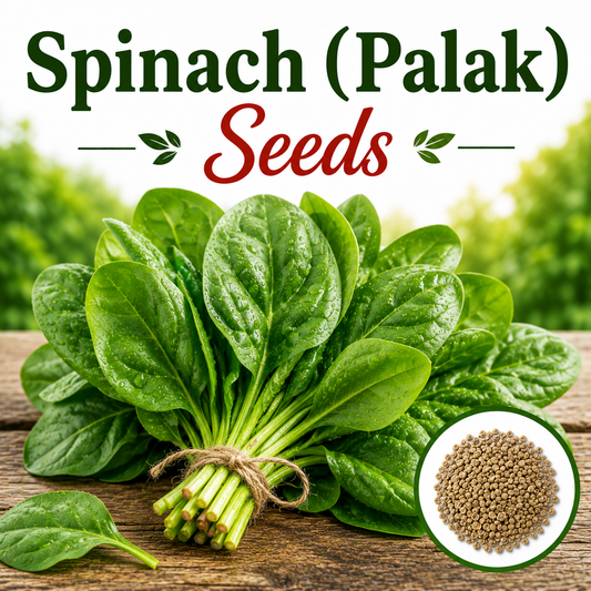Spinach 300+ Seeds