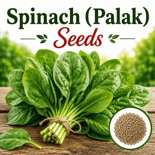 Spinach 300+ Seeds