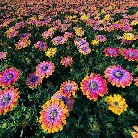 African Daisy (1044) 20+ Seeds