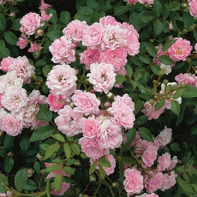 Rose (angel wings) 25+ Seeds