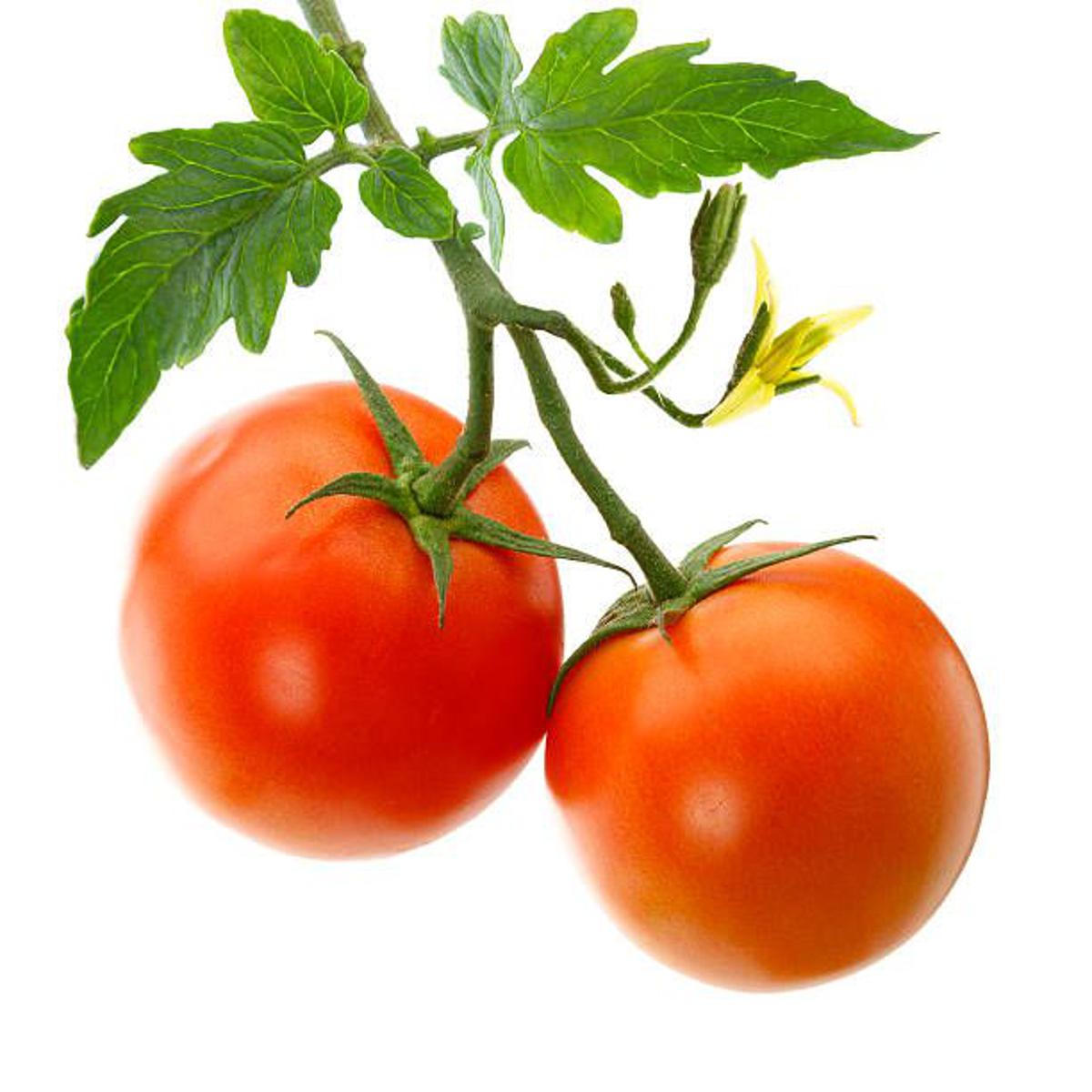 F1 Hybrid Bail Tomato 10 Seeds