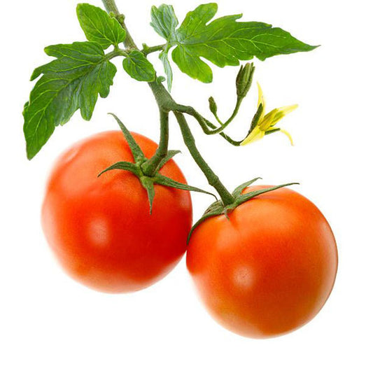 F1 Hybrid Bail Tomato 10 Seeds
