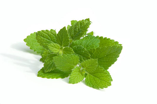 Lemon Balm 50+ Seeds