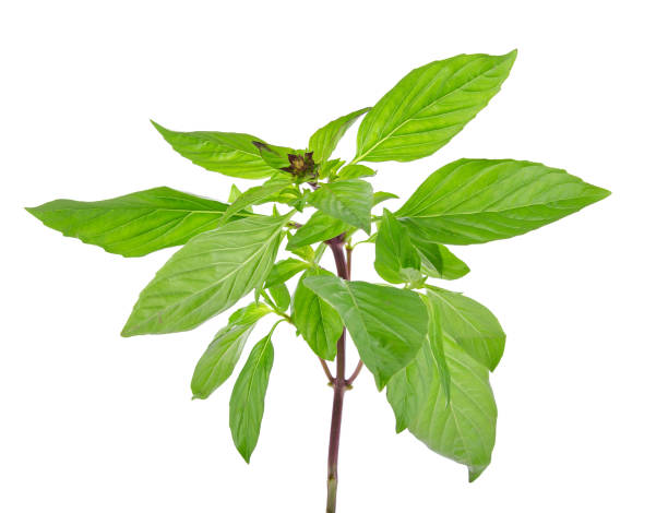 Large Leave Sweet Basil 30+ Seeds