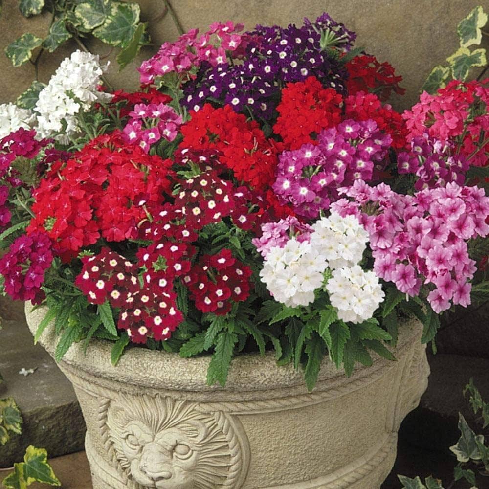 Verbina Hybrida dwarf (1065) 50+ Seeds