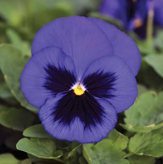 Pensy F1 Blue Blotch 40+ Seeds (1035)