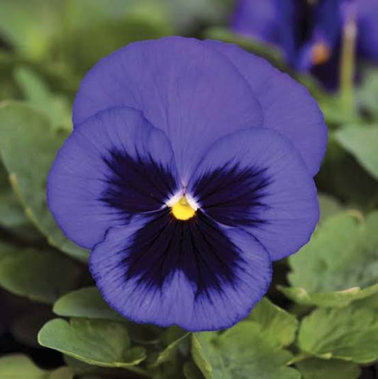 Pensy F1 Blue Blotch 40+ Seeds (1035)