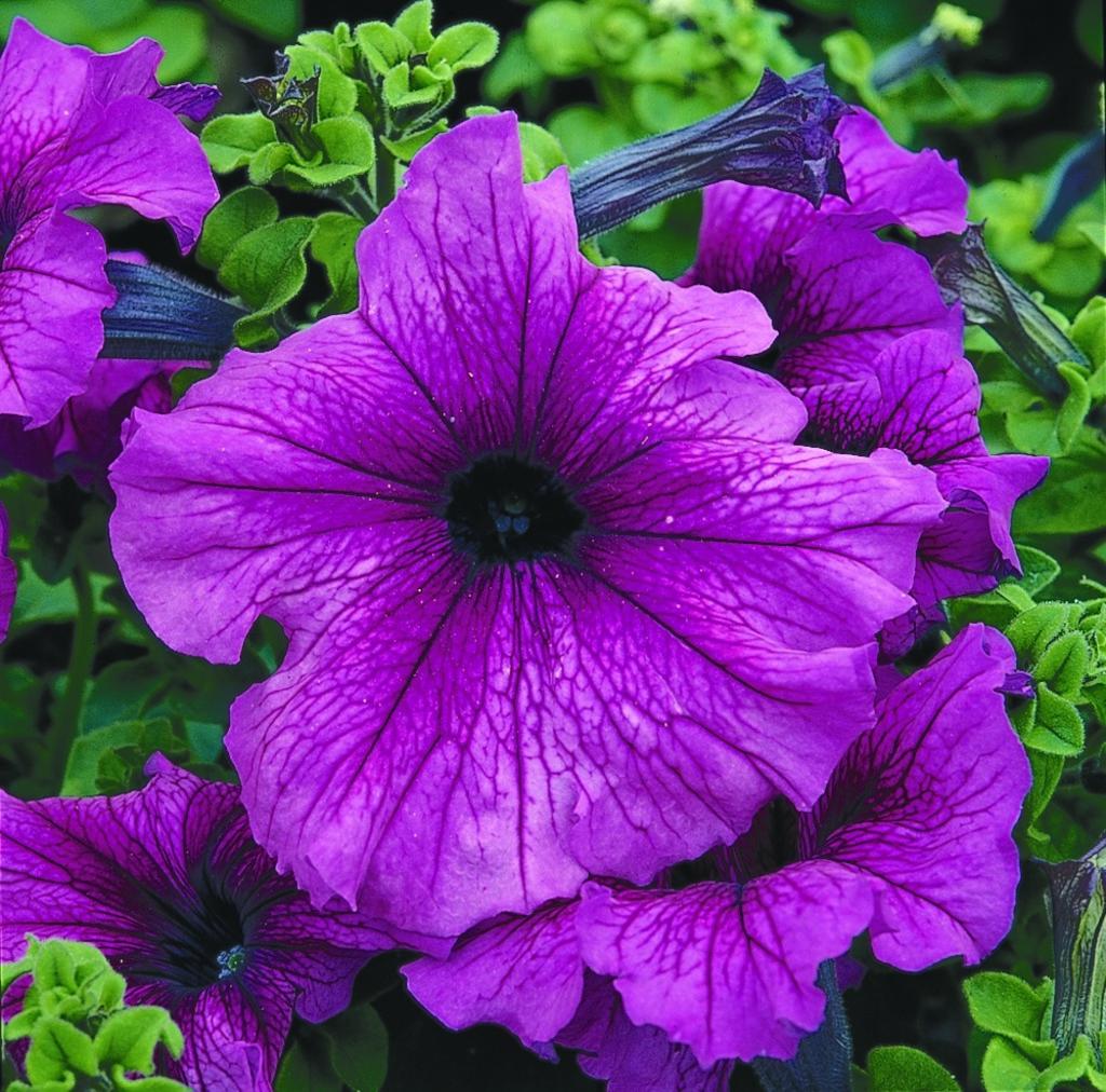 F1 Petunia Grandiflora simple violet (1058) 40+ Seeds