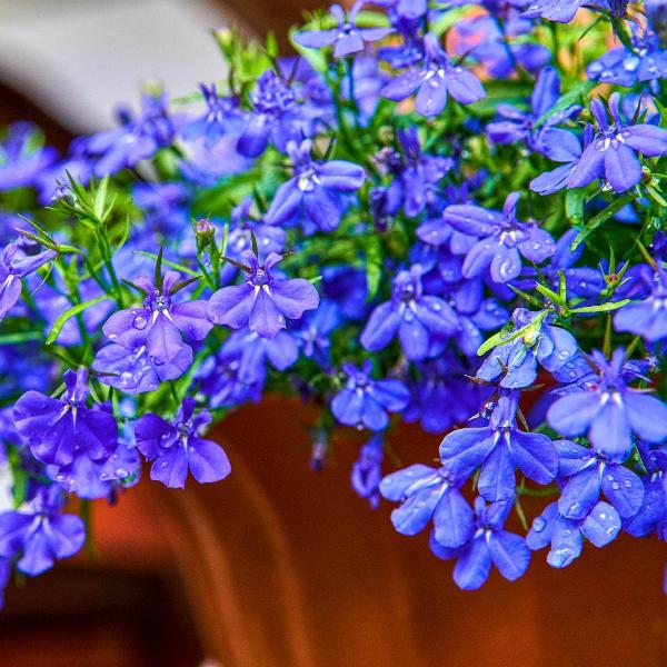 Lobela Sapphire (1049) 70+ Seeds